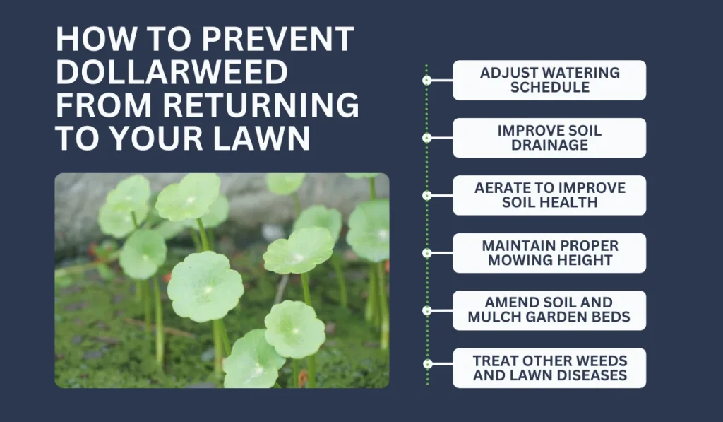 How to Prevent Dollarweed From Returning to Your Lawn