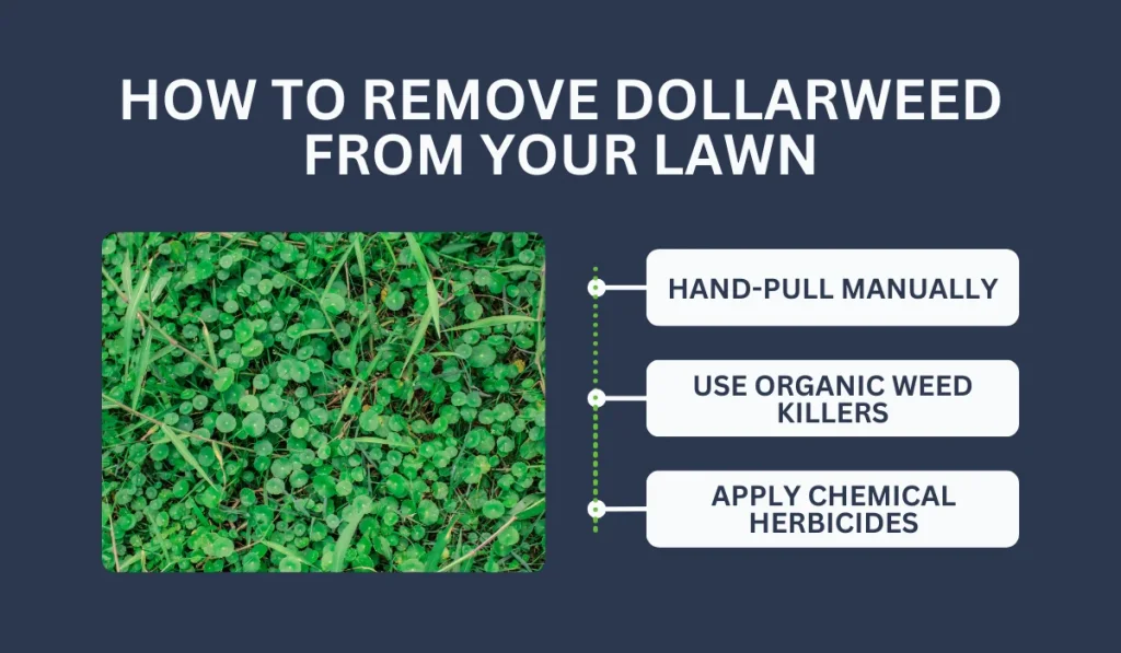 How to Remove Dollarweed From Your Lawn