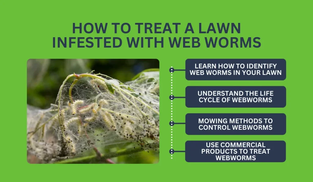 How to Treat a Lawn Infested with Web Worms