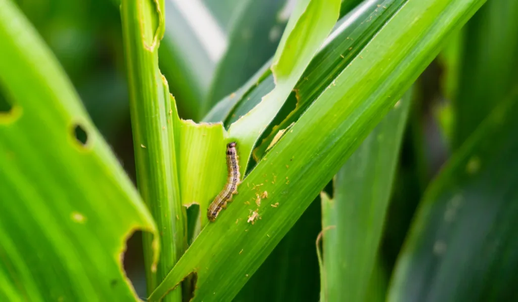 armyworm on damaged corn with excrement.