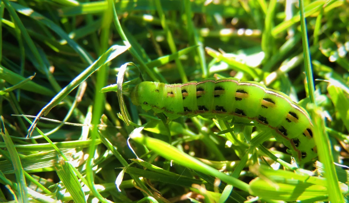 Olive Green Cutworm