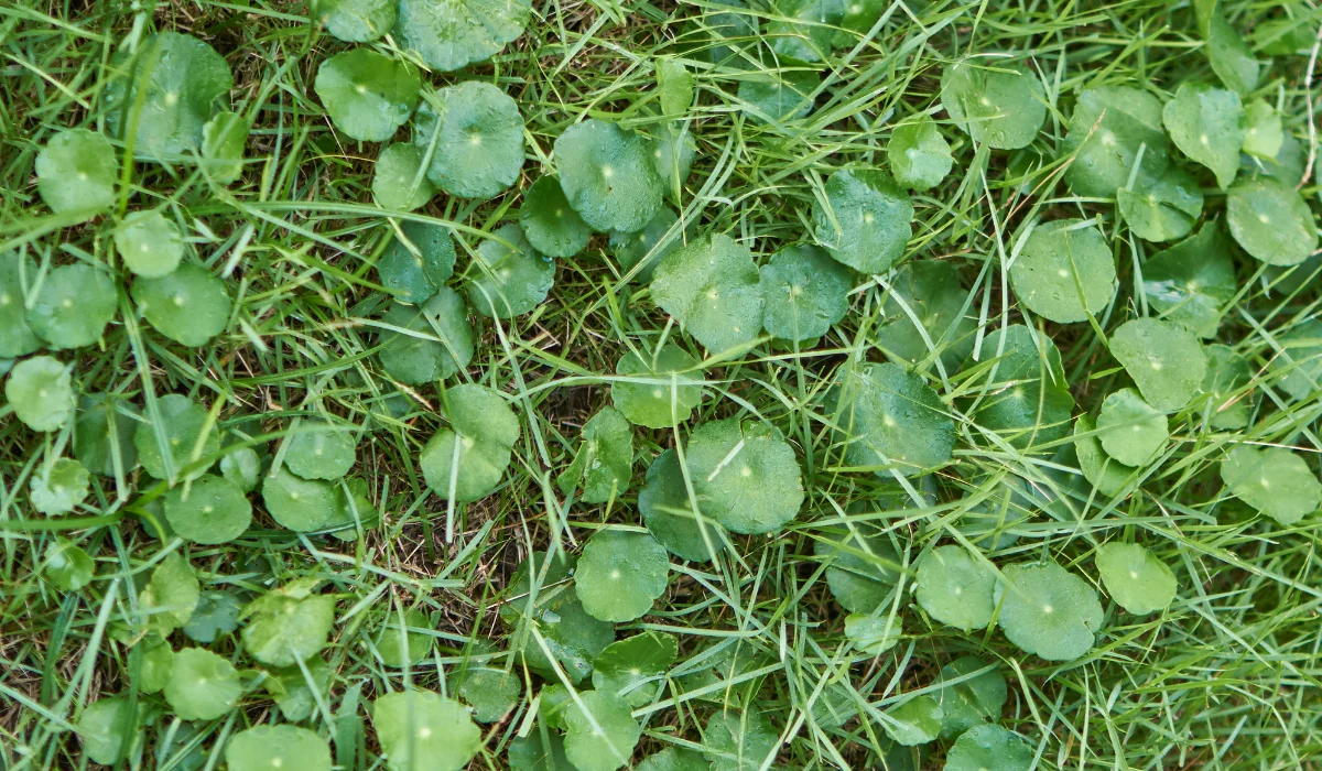 dollarweed on lawn