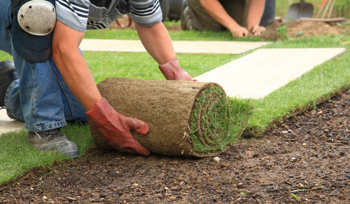 laying new sod for lawn