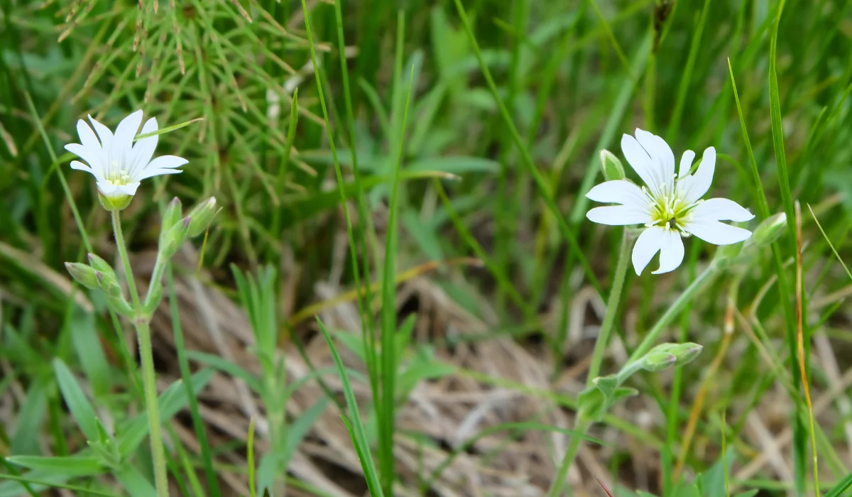 Chickweed