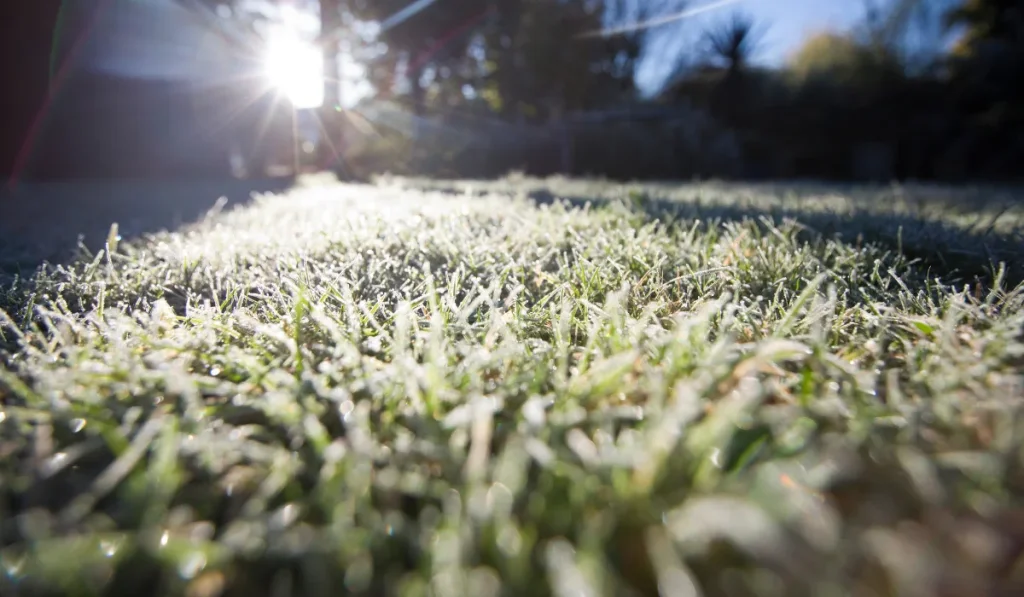 Frost covered lawn in winter