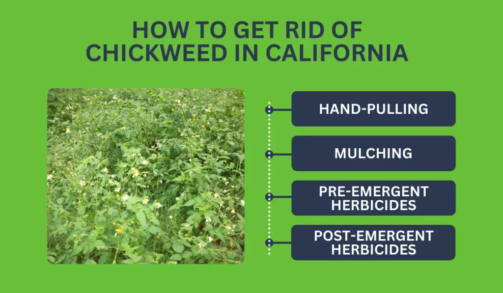 How to Get Rid of Chickweed in California