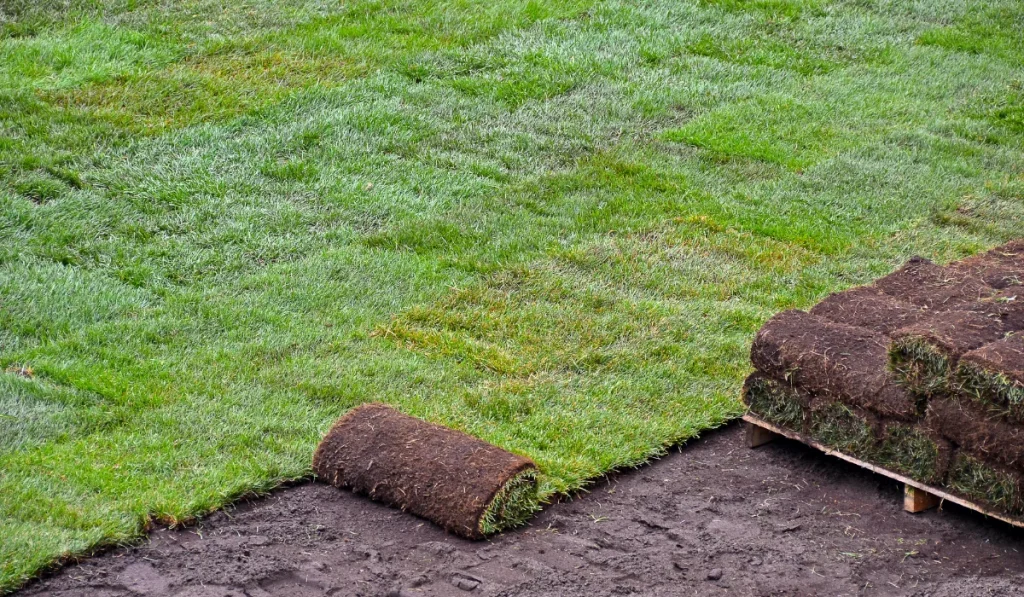 rolled sod