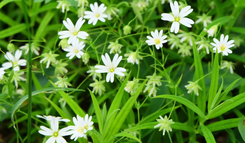 Chickweed