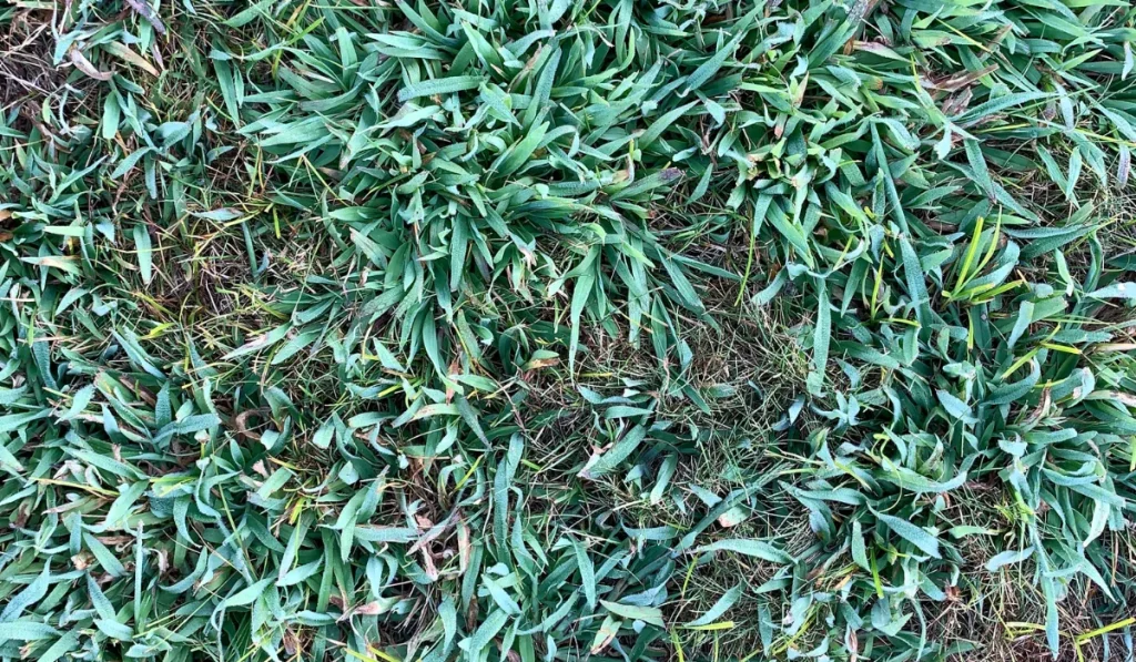 Crabgrass