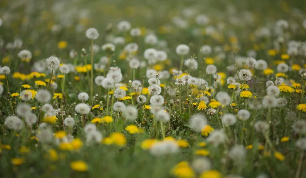 Dandelion