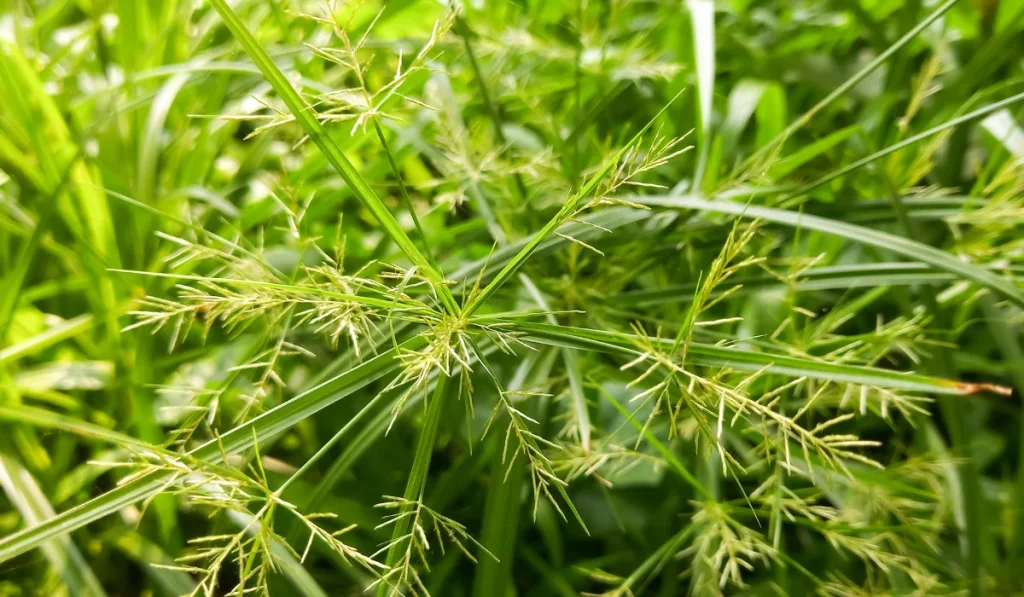 Nutsedge or Nutgrass