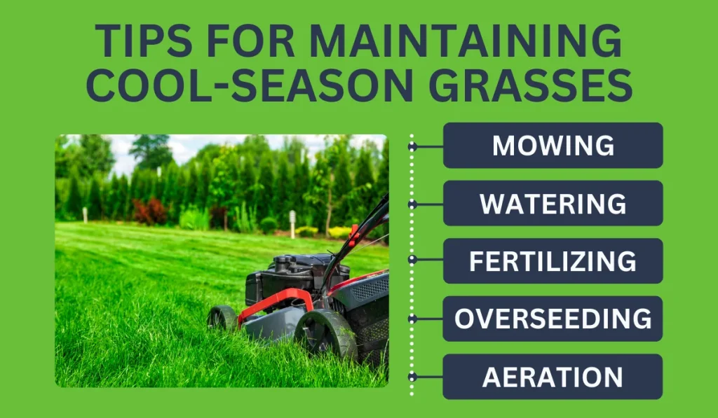 Tips for Maintaining Cool-Season Grasses