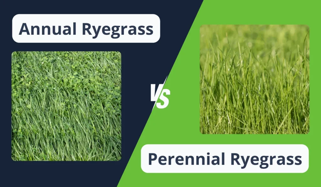 annual-and-perennial-ryegrass-comparison