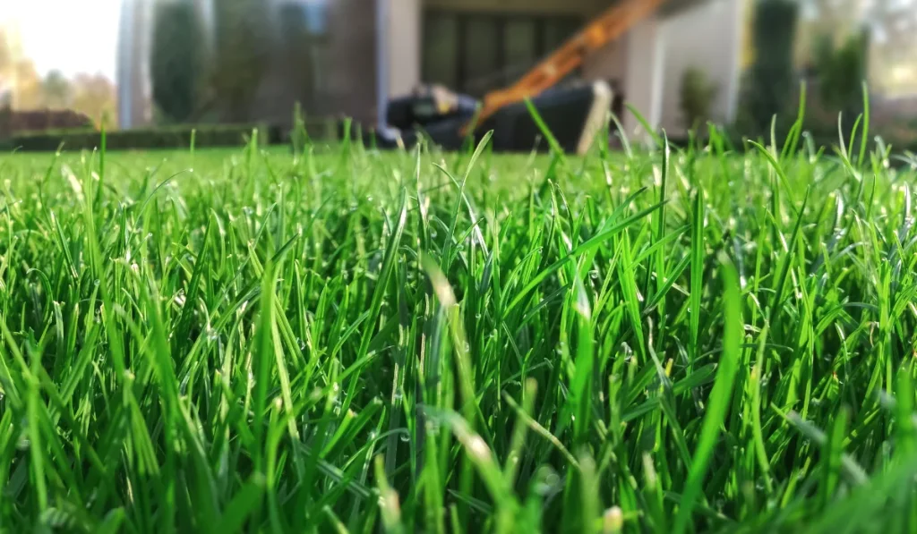 spring lawn